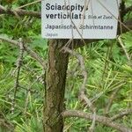 Sciadopitys verticillata Інше