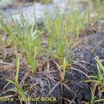 Carex vaginata Plante entière