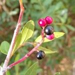 Pistacia lentiscus Fruit