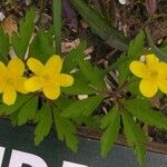 Anemone ranunculoides Цвят