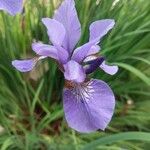 Iris versicolor Fiore
