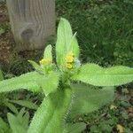 Amsinckia menziesii Flower