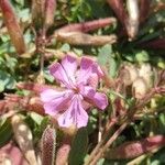 Saponaria sicula Floare