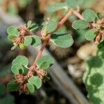 Euphorbia serpens পাতা