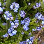 Myosotis sylvatica Květ