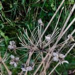 Allium senescens Fruit