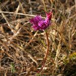 Allium dichlamydeum Květ
