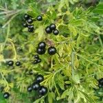 Jasminum fruticans Fruit