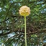 Allium atroviolaceum फूल