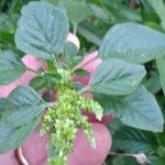 Amaranthus blitum Leaf