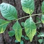 Fraxinus pennsylvanicaLapas