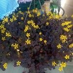 Oxalis spiralis Frunză