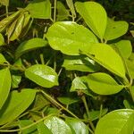 Lonchocarpus macrophyllus Hoja