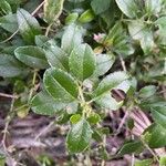 Rubia fruticosa Hoja