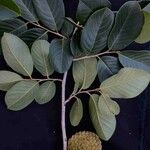 Annona crassiflora Плод