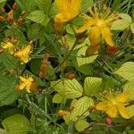 Hypericum pulchrumΛουλούδι