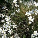 Minuartia laricifolia Flower