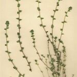 Euphrasia micrantha Alkat (teljes növény)