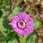 Centratherum punctatum Flor