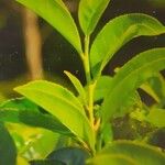 Camellia sinensis Leht