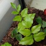 Adiantum latifolium Liść