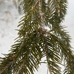 Picea rubens叶