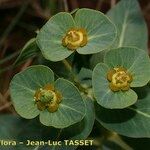 Euphorbia isatidifolia Цвят