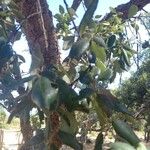Quercus suber Leaf