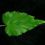 Begonia dioica ᱛᱟᱦᱮᱸ