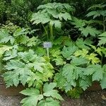 Heracleum maximum Leaf