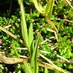 Campanula scheuchzeri Leaf