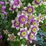 Clematis florida Kvet