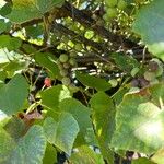 Vitis labrusca Leaf