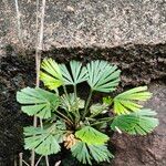 Actiniopteris radiata Leaf