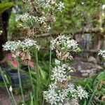 Allium tuberosum Λουλούδι