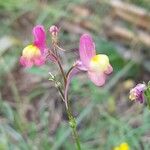 Linaria maroccana花