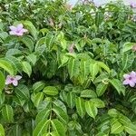 Cryptostegia grandiflora Folio