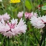 Centaurea cyanusFlower