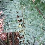 Cyathea arborea 其他