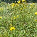 Linum flavum Elinympäristö