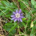 Passiflora incarnataFlower