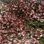 Retama raetam Fleur