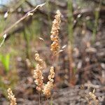 Airopsis tenella Fruit