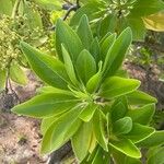 Heliotropium arboreum Leaf