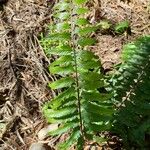 Asplenium boltonii Leaf