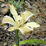 Iris chrysophylla Habitatea