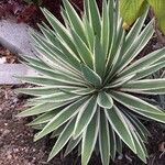 Agave vivipara Folio