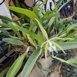 Epidendrum ciliare Çiçek