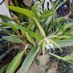 Epidendrum ciliare Цветок