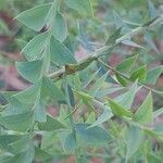 Acacia cultriformis Folio